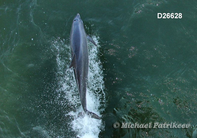 Common Bottlenose Dolphin (Tursiops truncatus)